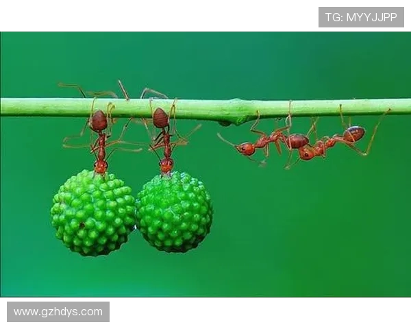 文班在比赛中展现惊人技巧克劳福德目瞪口呆无法自已